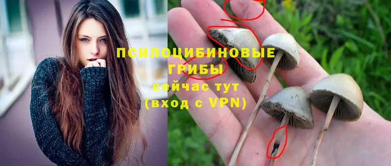 Псилоцибиновые грибы Magic Shrooms  MEGA зеркало  Армянск  где купить наркоту 